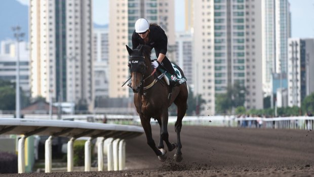 HONG KONG - DECEMBER 11:  Preferment from Australia gallops on the All Weather Track during a trackwork session at Sha Tin Racecouse on December 11, 2015 in Hong Kong, Hong Kong.  (Photo by Vince Caligiuri/Getty Images)