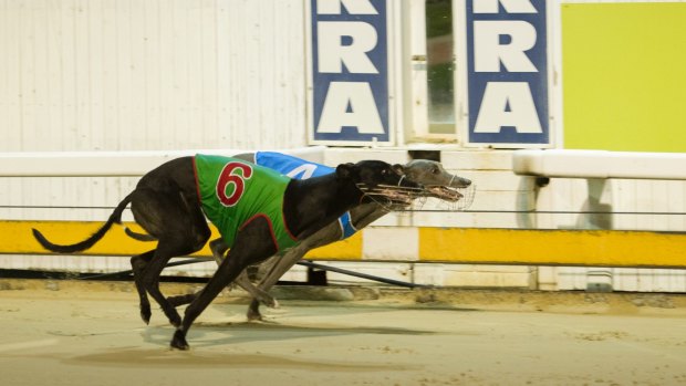 The Canberra Greyhound Racing Club will continue to operate with or without support and funding from the ACT government.