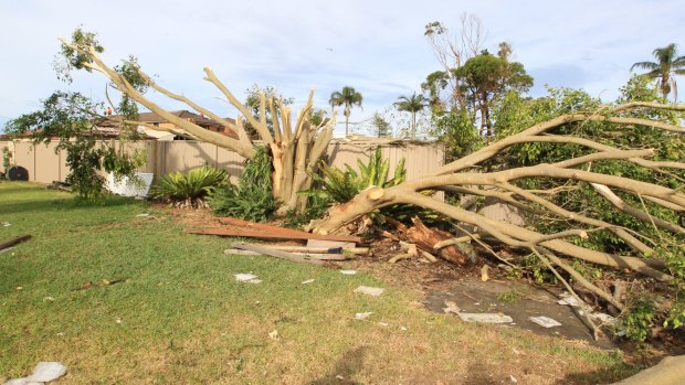 The trail of destruction through Bill Byast's backyard.