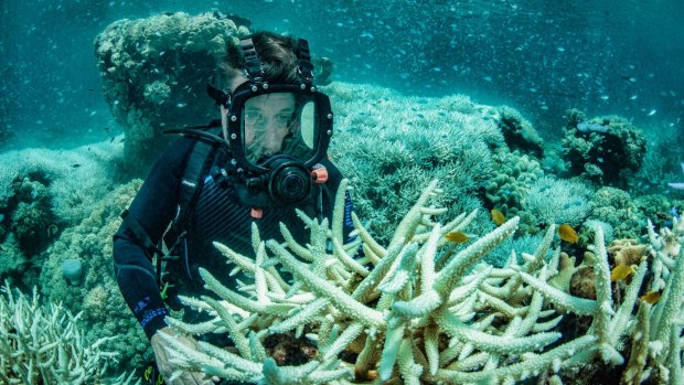 Richard Fitzpatrick inspects recent bleaching of coral in the Great Barrier Reef at Vlasoff Reef near Cairns. About half the corals have died in the past two years.