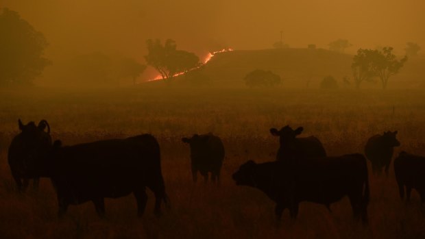 Cattle escape a grass fire burning towards the small township of Wollar in the greater Hunter region.