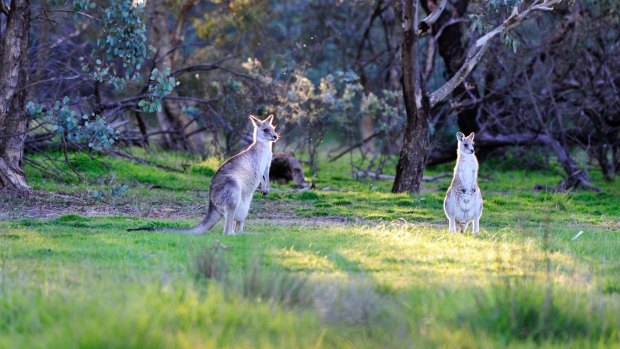 Kangaroos at the Pinnacle nature reserve in Canberra.