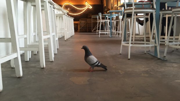 Pigeons are becoming a nuisance in hotels and are considered common pests by the NSW Food Authority, along with rats, mice, cockroaches and ants.