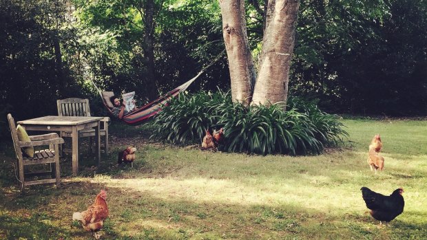 Relaxing with the chooks in the garden at Crystal Creek Meadows. 