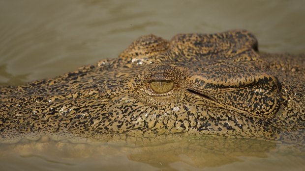 The holidaymakers were attempting to bring crab pots into their three-metre tinny, when a crocodile tipped over their boat.