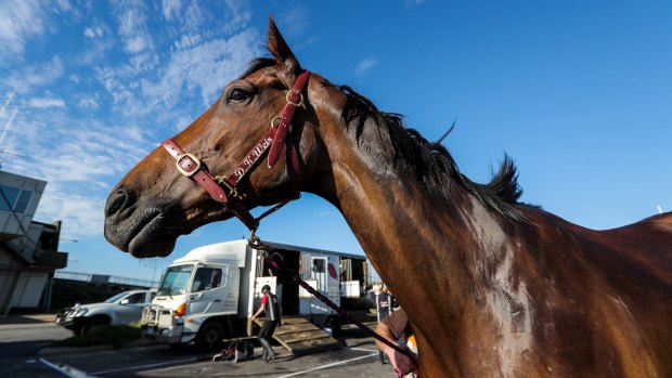Caulfield Cup hopeful Amelie's Star gets a wash-down at Warrnambool.