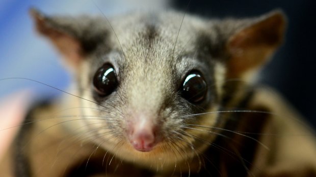 The Leadbeater's possum is believed to be perilously close to extinction. 