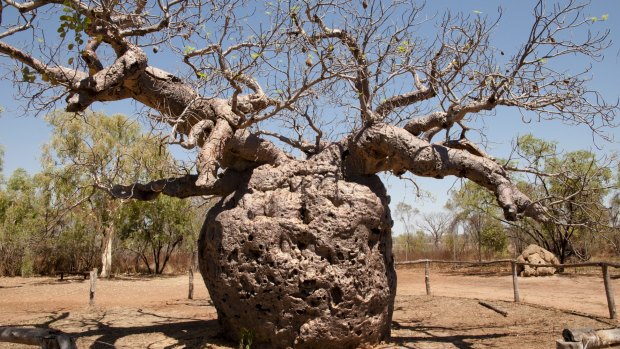 Boab trees in Western Australia: The mystery behind the oldest living thing  in Australia