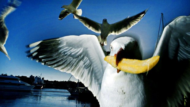 One thing is indisputable - seagulls love hot chips.