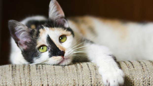Cats that ate the food have reportedly become ill, though no link has been established. 