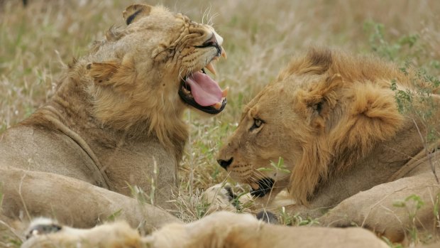 Male lions at Sabi Sabi Private Game Reserve.