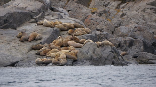 Sun seekers: Walruses basking in the sun on Walrus Island, Hudson Bay.