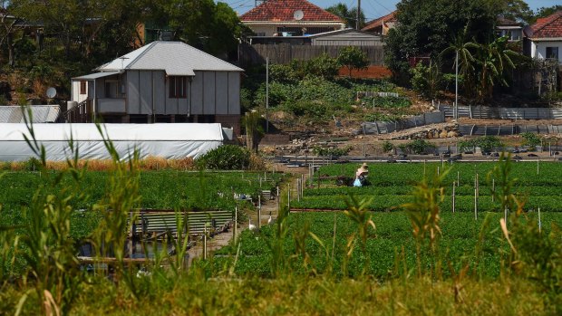 Two gardeners at work in the Arncliffe Chinese Market Gardens, which will lose 1.4 hectares of uncultivated land under a proposal to redevelop the Cooks Cove precinct.
