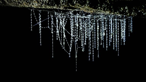 Glow worms seem like magical faerie creatures when we first glimpse them on a rock face.