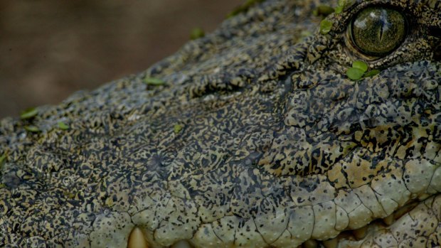 A Cairns councillor is worried by an increase in crocodile numbers.