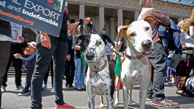 Dogs were welcome at the protest to ban live exports.
