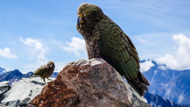 New Zealand's bird of the year: The kea.