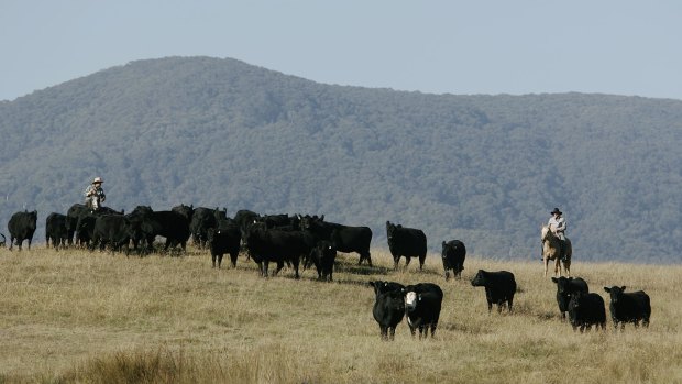 Cattle are rounded up after grazing the high country near Mount Buller.