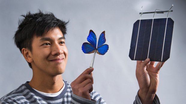 Co-researcher Kevin Le from ANU with a blue Morpho butterfly and a solar cell.