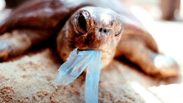 A turtle trying to eat a plastic bag in the Gulf of Carpentaria in northern Australia.