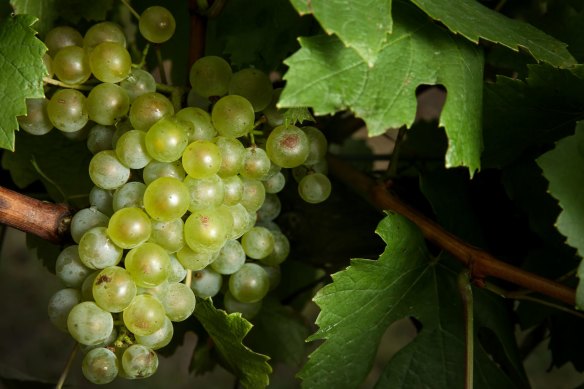 Chardonnay is the second most widely planted grape variety in Australia, after shiraz. 