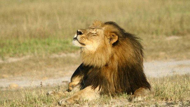 Killed by a dentist: Cecil the lion. 