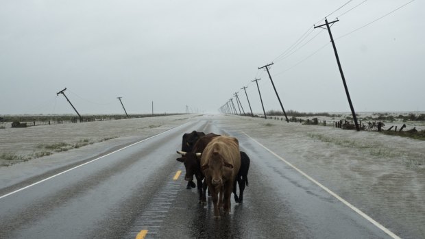 Cattle walk on a flooded street after Hurricane Harvey hit near Fulton, Texas.