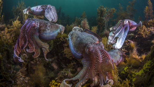 Giant Australian cuttlefish, Spencer Gulf, South Australia. 