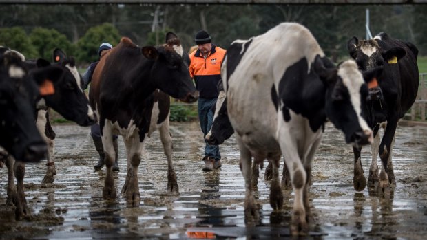 Rod Newton checking on the milking herd.