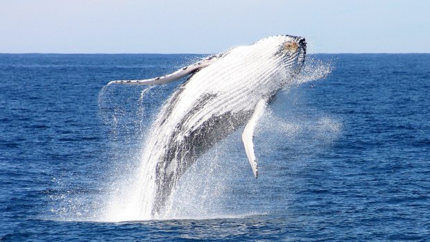 Whales captivate as they migrate along the coast.