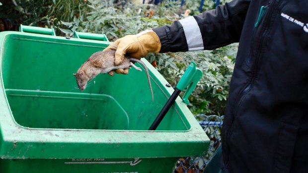 A Paris city employee puts a dead rat in a dust bin.