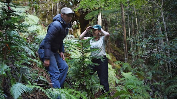 Dr Heidi Zimmer (left) with Dr Cathy Offord take the Fairfax team into the secret Wollemi pine site.