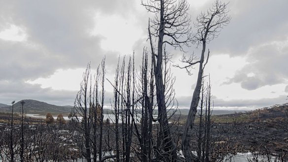 Pencil pines. Some of the pencil and king billy pines and cushion plants were estimated to be 1500 years old. 