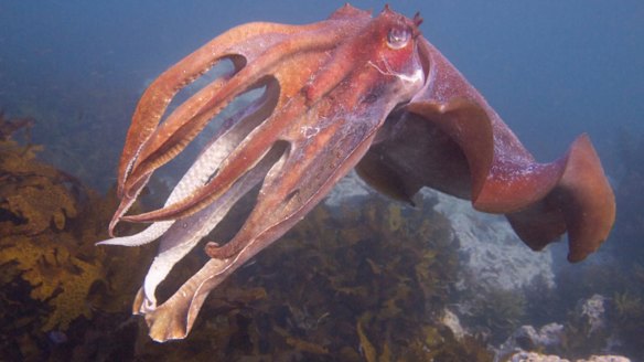 The giant cuttlefish is more social than the octopus.