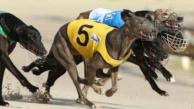 NSW will ban the sport of greyhound racing after a damning report tens of thousands of dogs were being killed. 