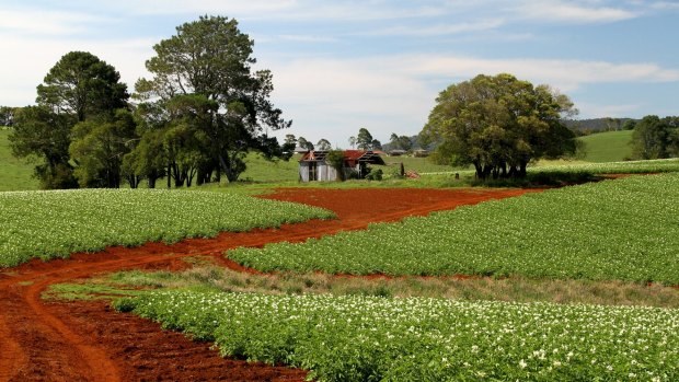 The rich red soil of Dorrigo.