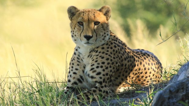 Hwange National Park in Zimbabwe's far west is home to the big five as well as an elusive number of cheetah. 