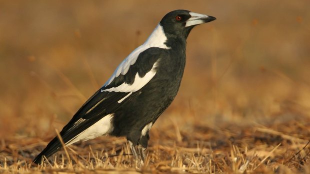 There are mixed results for sightings of the Australian magpie.