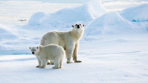 Polar bears will be severely and adversely affected by climate change, unless the trend is reversed.