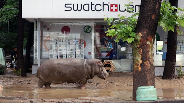 A hippopotamus stands in the mud in front of a Swatch watch kiosk after it escaped from a flooded zoo in Tbilisi, Georgia.