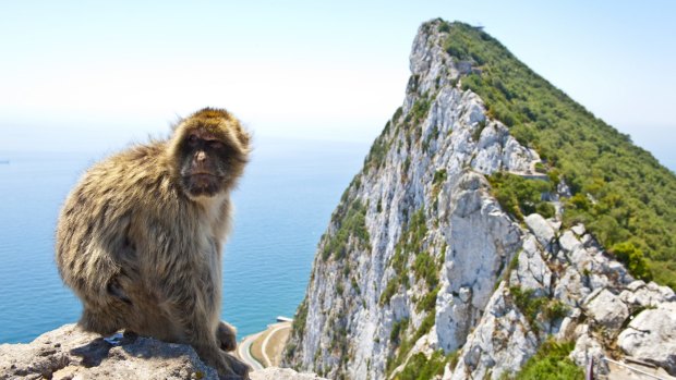 A monkey sitting on top of the rock above Gibraltar.