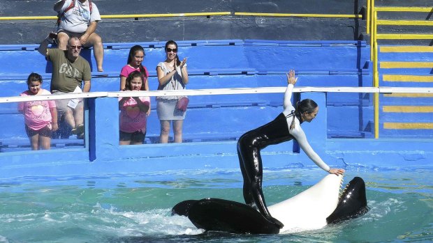 Killer whale Lolita and a trainer perform during a show at the Miami Seaquarium in January.