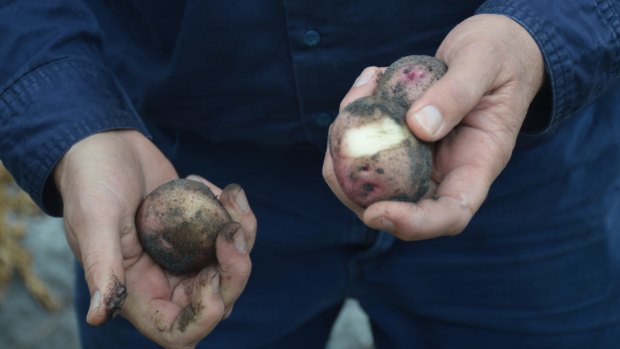 The skins on these potatoes come off with the slightest rub, making them hard to sell washed - but chefs love them.