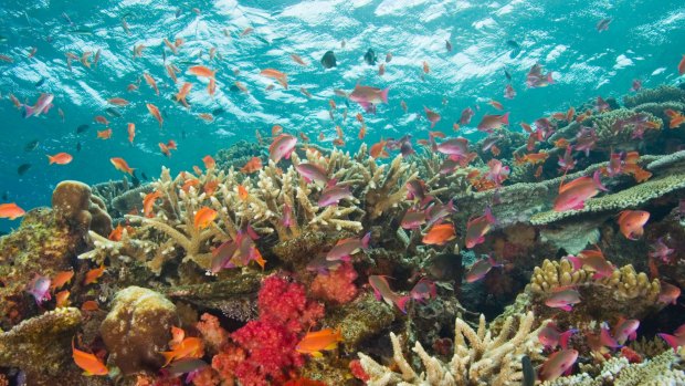 Coral reeds make Fiji a scuba diver's paradise.
