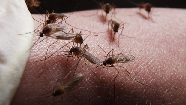 Scientists have genetically engineered female mosquitoes into males.