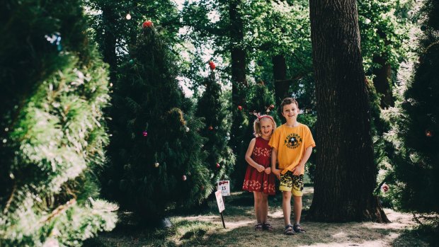 Siblings Amelie, 5, and Xavier Bryant, 7, of Calwell, playing amongst the Christmas trees. 