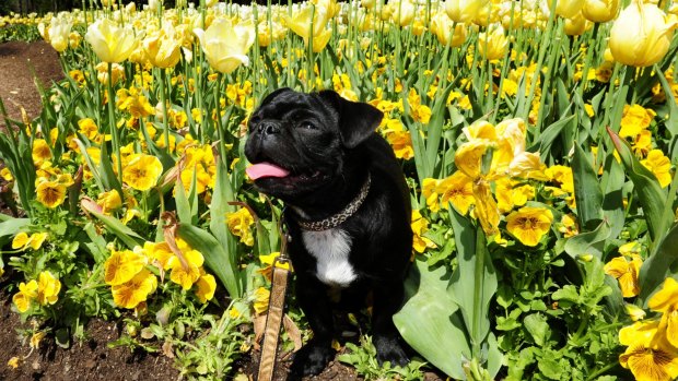 10-month-old Tuffie McPuggles enjoys Dogs Day Out at Floriade last month.