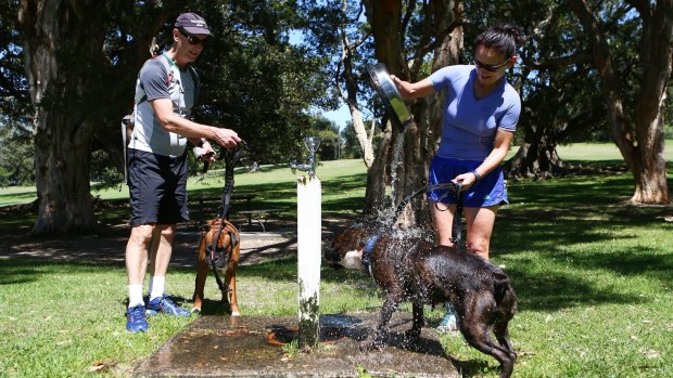 A couple pours water on their dogs to escape the Sydney heat.