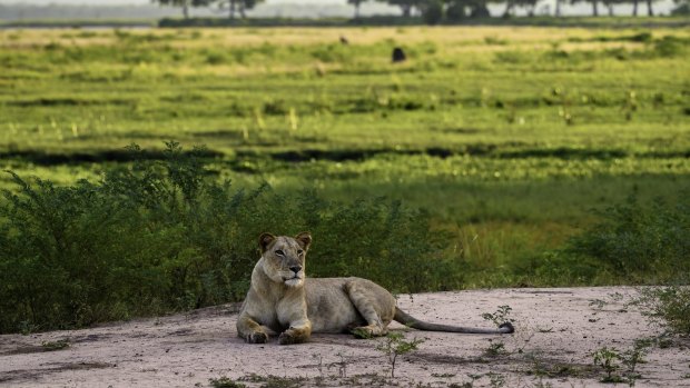 You never know what you'll see on foot around Mana Pools' John's Camp.