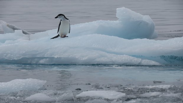 A lonely chinstrap penguin takes a break.